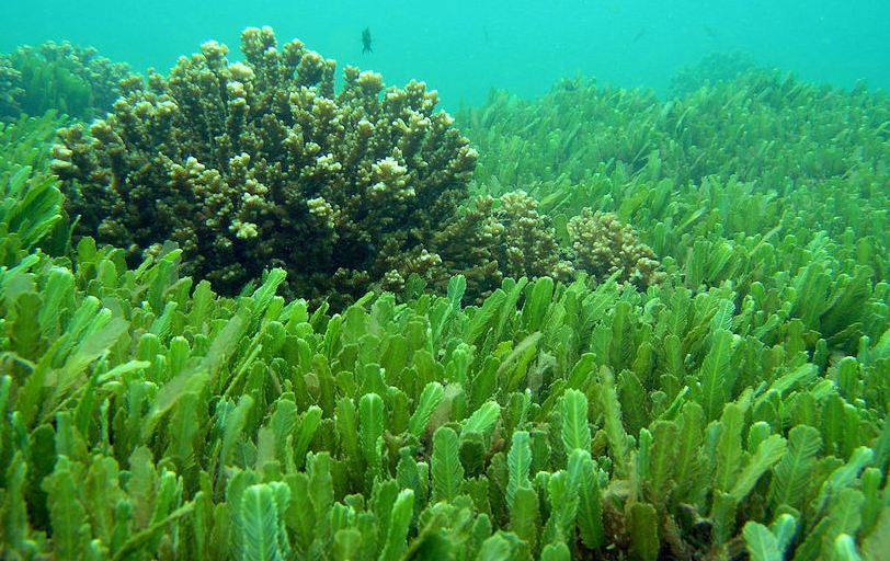 Investigadores de Mayabeque obtienen nuevo producto a base de algas marinas.