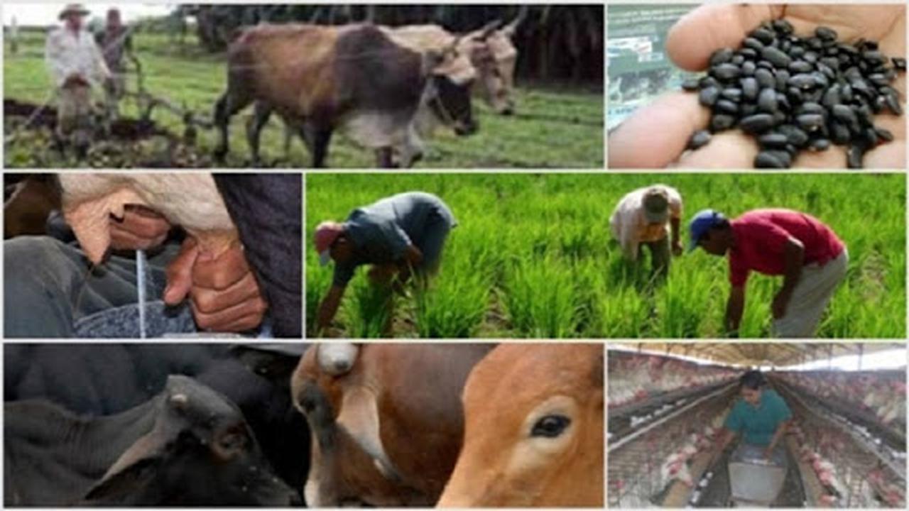 Trabajan agricultores de Mayabeque para incrementar y diversificar las producciones locales.