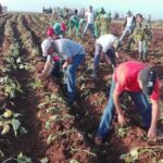 La agricultura y la necesidad de multiplicarse.