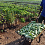 In Favor of Agroecological and Sustainable Agriculture