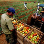 Chequea contratación de cultivos Asociación Nacional de Agricultores Pequeños de Batabanó (+ Audio)