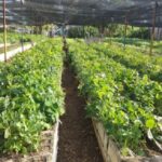 Centros educativos de Mayabeque aportan a la soberanía alimentaria.