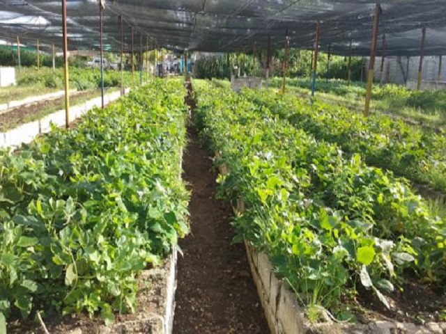 Centros educativos de Mayabeque aportan a la soberanía alimentaria.