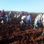 Protagonizan jóvenes trabajo voluntario en Batabanó (+ Audio)