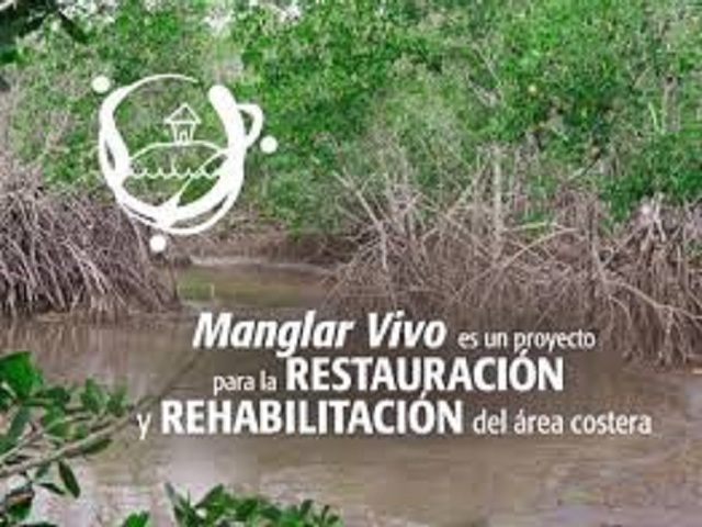 Proyecto Manglar Vivo: una experiencia de adaptación al cambio climático en Cuba.