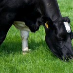 Use of pastures and forages.