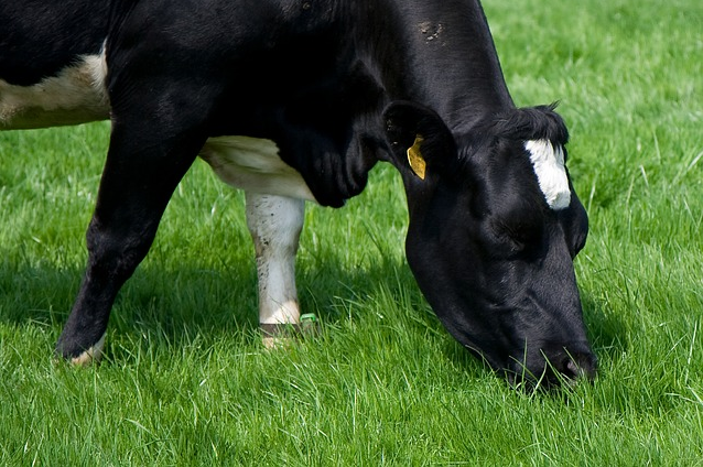 Use of pastures and forages.