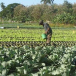 Agricultura en Mayabeque.