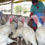 Por mejores resultados en la crianza de pavos (+ Audio)