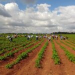 Jóvenes y trabajadores de Batabanó contribuyen a la producción de alimentos.
