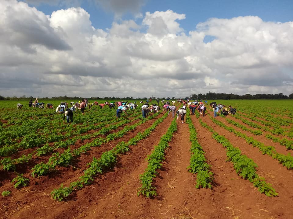 Jóvenes y trabajadores de Batabanó contribuyen a la producción de alimentos.