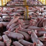 Destacan potencial de Mayabeque en el programa de producción de carne (+ Audio)