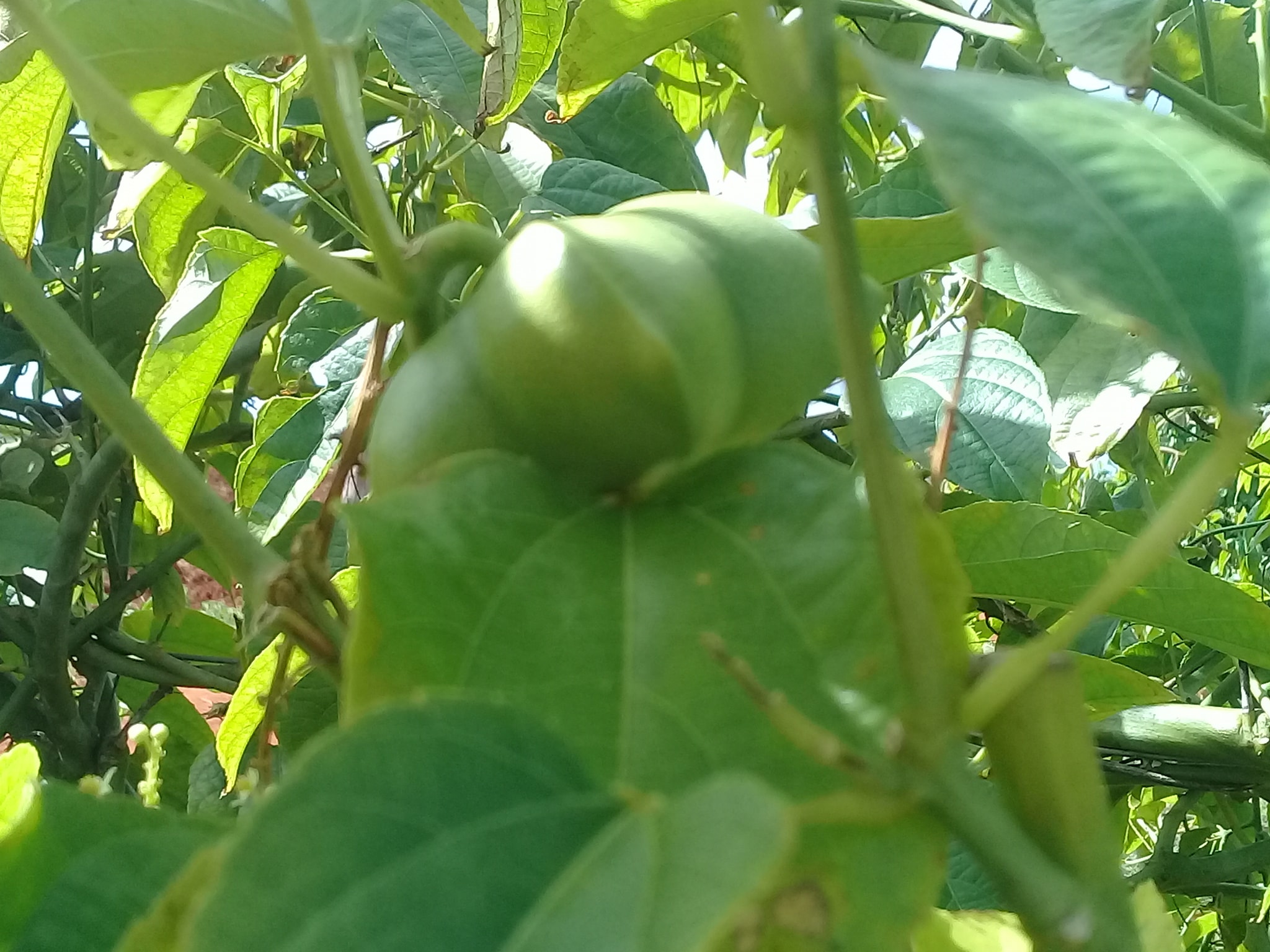 Agricultores de Mayabeque aportan materia prima para la producción de Omega en Cuba.