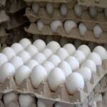Avicultores de Batabanó satisfacen demandas de la canasta básica y el consumo social (+Audio)