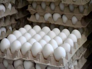 Avicultores de Batabanó satisfacen demandas de la canasta básica y el consumo social.