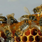 Fortalece campesino de Madruga su quehacer como mielicultor  (+ Audio)