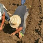 A paso firme campaña de frío en Mayabeque (+ Audio)
