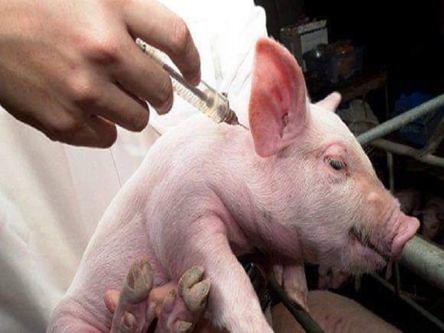 Inmunizarán a todos los cerdos de Cuba contra la peste porcina clásica.