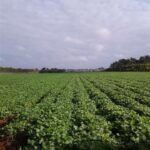 Entidades agr&iacute;colas de Bataban&oacute; aumentan el empleo de tabaquina