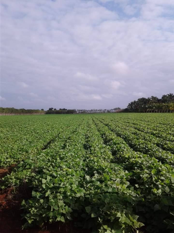 Entidades agrícolas de Batabanó aumentan el empleo de tabaquina.