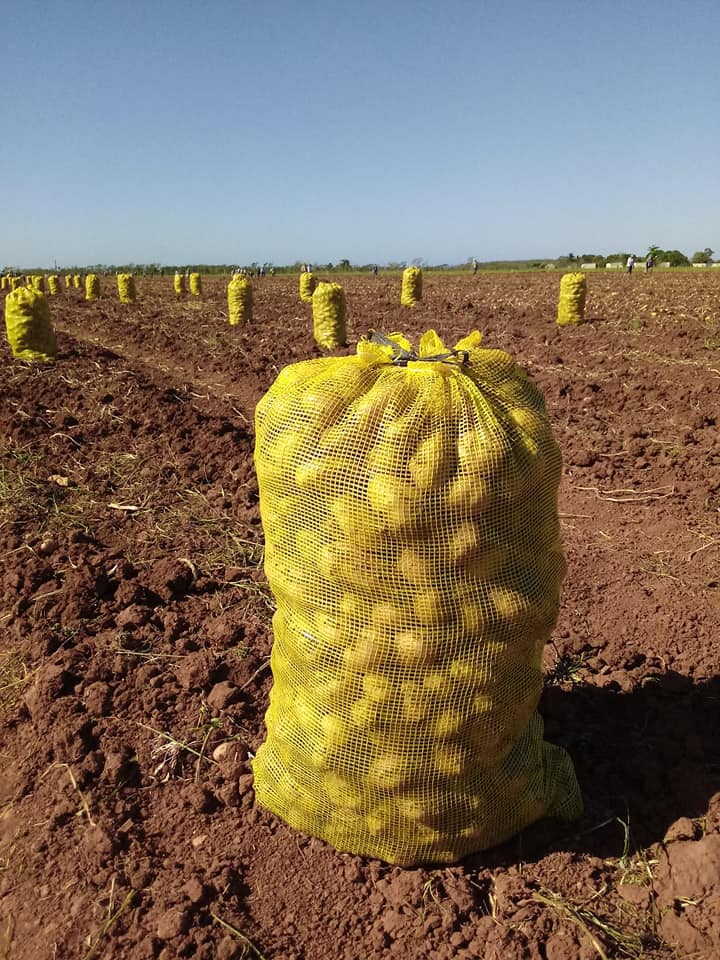 Inició en Mayabeque cosecha de papa.