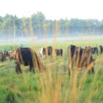 Scientists and Cattle Breeders from Mayabeque Contribute to the Country’s Food Security