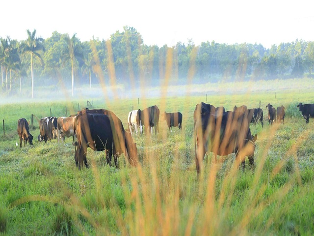 Científicos y ganaderos de Mayabeque contribuyen a la seguridad alimentaria del país.