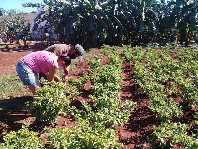 En una pequeña porción de tierra logran variados cultivos.