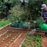 Por mejores resultados en la agricultura urbana, suburbana y familiar (Audio)