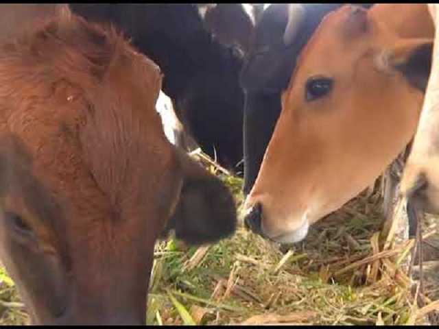 Planting of protein plants in Mayabeque for animal consumption intensifies.