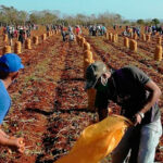 Una jornada para impulsar la producción de alimentos. Foto: Trabajadores