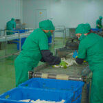 Ordering Task Imposes Challenges to Vegetable Processing Plant