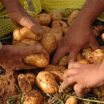 Potato Harvest in Batabanó Next February 20