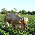 Desarrollan nuevos proyectos en Cooperativa de Mayabeque  (+ Audio)