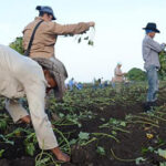 For a Greater Stability in their Productions Farmers of San Nicolás