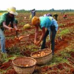 En Jornada Nacional de Trabajo Voluntario priorizan cosecha de papa en Batabanó (+Audio)