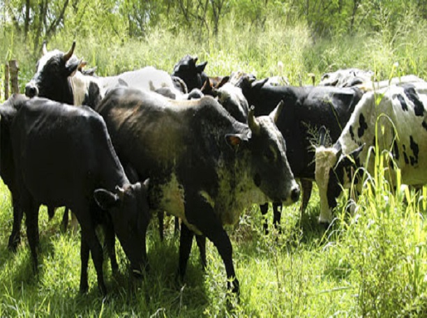 Incrementar producción de leche en etapa de primavera.