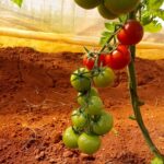 La producción de semillas de tomate disminuye las importaciones.