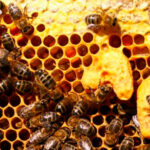 Trazan estrategias para fomentar la cr&iacute;a de abejas en Mayabeque