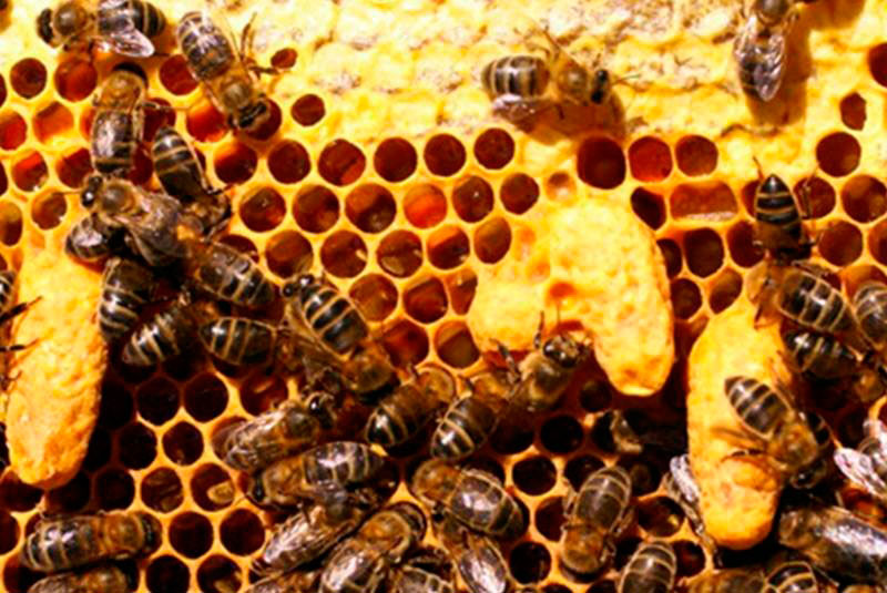 Strategies to promote bee breeding in Mayabeque.