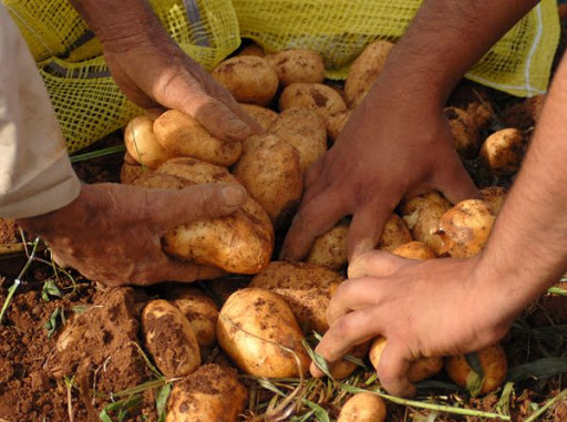 Potato harvest in Mayabeque.