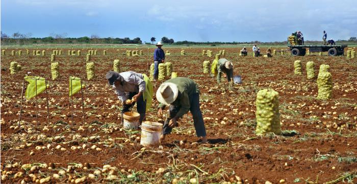 Más de 2 000 toneladas destinadas al consumo de la población. Foto: Granma