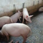 Módulos pecuarios de Batabanó beneficiará la alimentación del pueblo (+Audio)