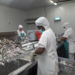 Workers of the Batabanó Industrial Fishing Company Committed to Obtaining Food