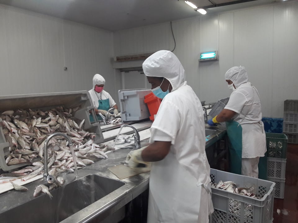 Obreros de la Empresa Pesquera Industrial de Batabanó comprometidos con la obtención de alimentos.