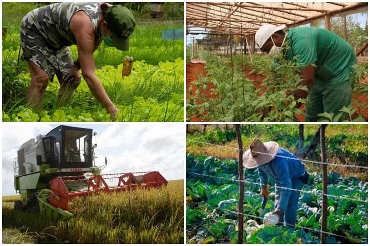 Mesa Redonda: Medidas para el fortalecimiento de la agricultura cubana.