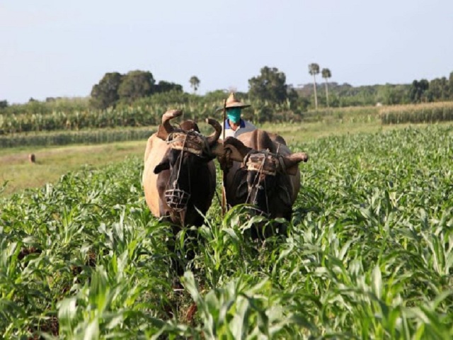 Campesinos celebran primero de mayo sobre los surcos.