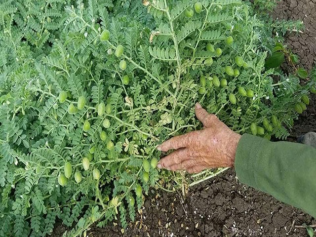 Sowing of Chickpea in agricultural company of Batabanó.