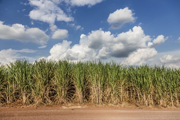 More than 3000 hectares of sugar cane seeds will be benefited.