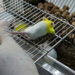 Prev&eacute;n culminar en mayo ensayos de candidatos vacunales cubanos en primates